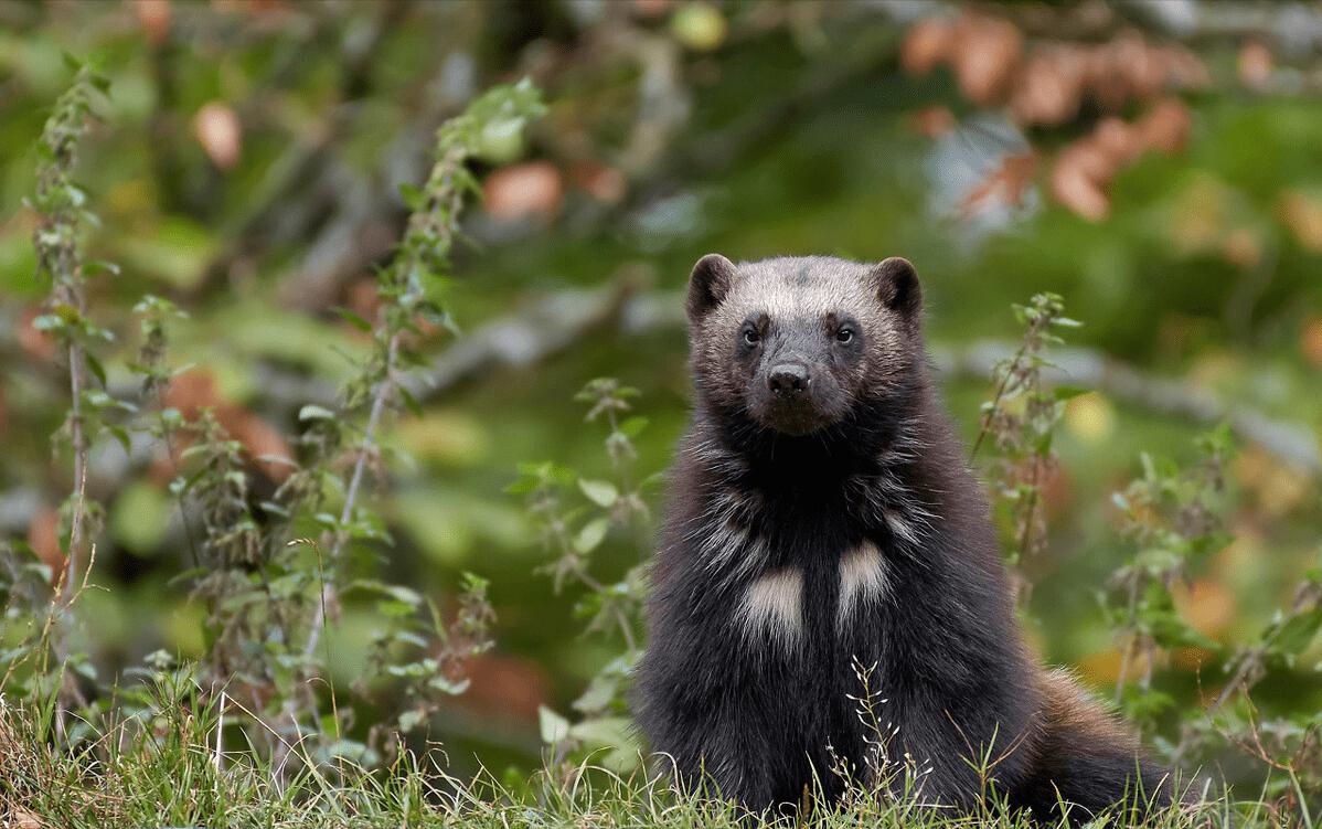 鼬科里平头哥是不是最厉害,鼬科最强猛兽