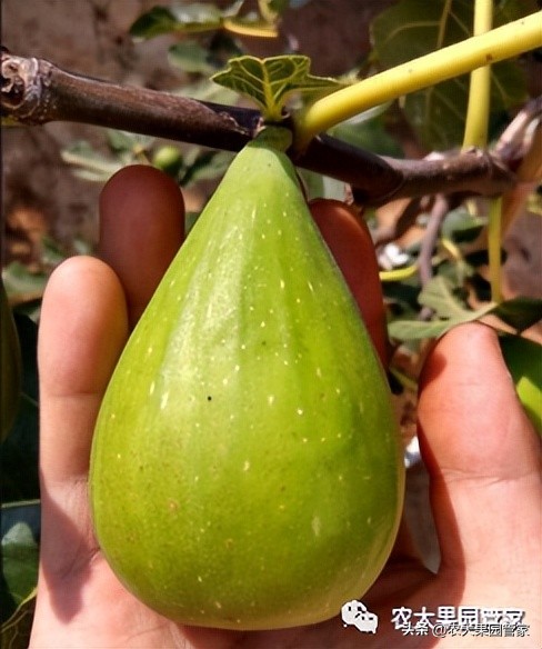 优质果树苗木品种介绍,最好的新品种苹果苗木