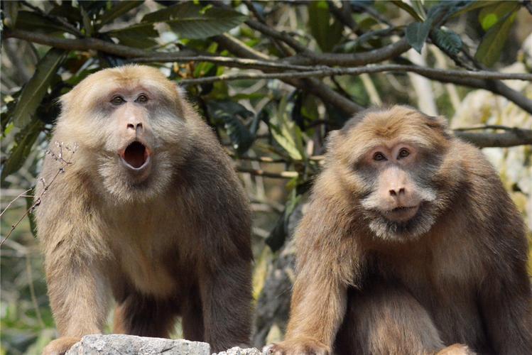 猴崽苦练猴爪功和铁砂掌，随母逃亡八年后竟然一掌成王|故事