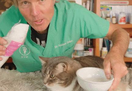 猫咪吃饭眼泪汪汪,猫咪吃饭流眼泪是为什么