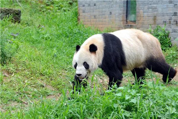 熊猫界几大家族,熊猫的种类有多少种