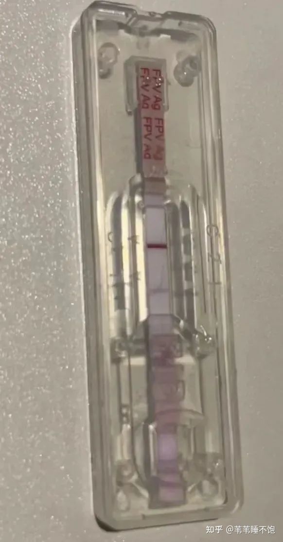 猫三联疫苗如何看真假,妙三多与猫三联疫苗真假