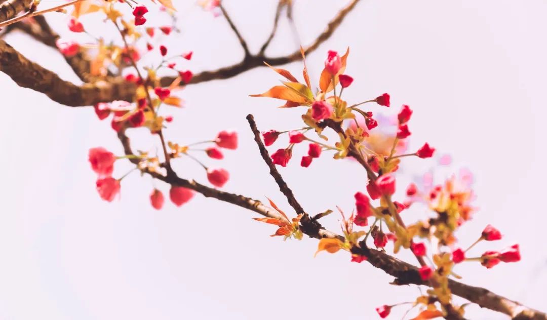 九首宋词尽显宋词千年之美,90句绝美宋词写尽90种动人情思