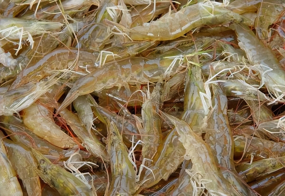 冷冻海虾和养殖虾哪个营养价值高,海虾的营养价值更高吗