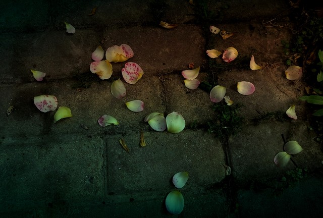 落叶归根化作春泥更护花,化作春泥更护花前一句