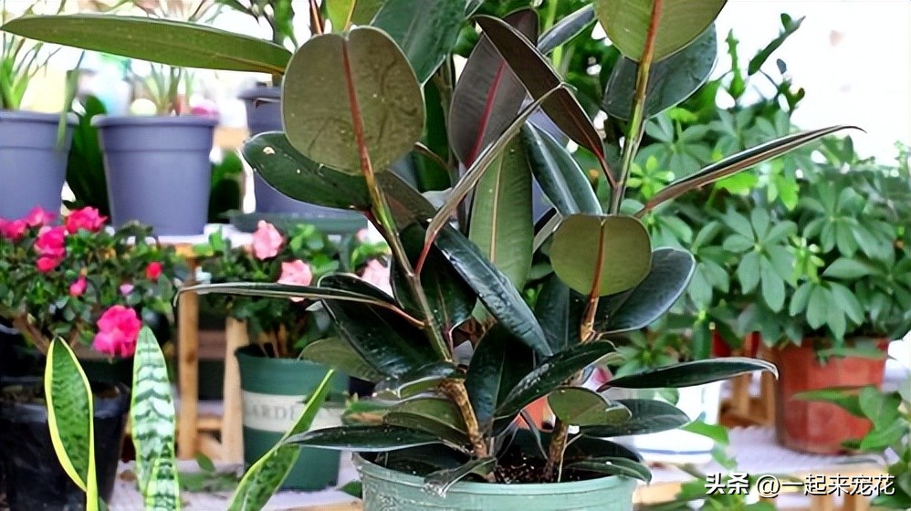 春天养橡皮树,牢记榨干我3个小技巧,猛长新芽,油绿有光泽