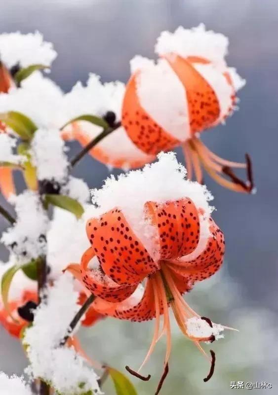 鲜花五彩缤纷争奇斗艳,最美鲜花一年四季都在争艳怒放