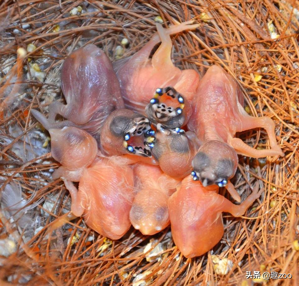 鸟类筑巢能力排名,十大鸟类实力排名