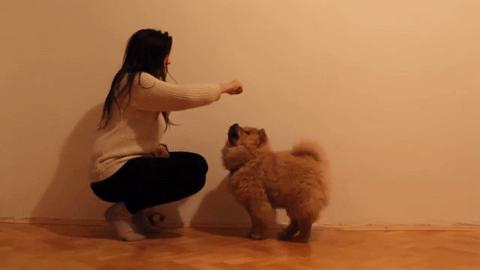 松狮犬的优点和缺点有哪些,土松狮犬优缺点