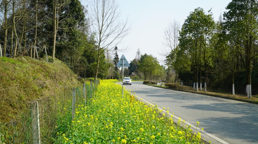 又见花开都江堰完整版,又见花开都江堰