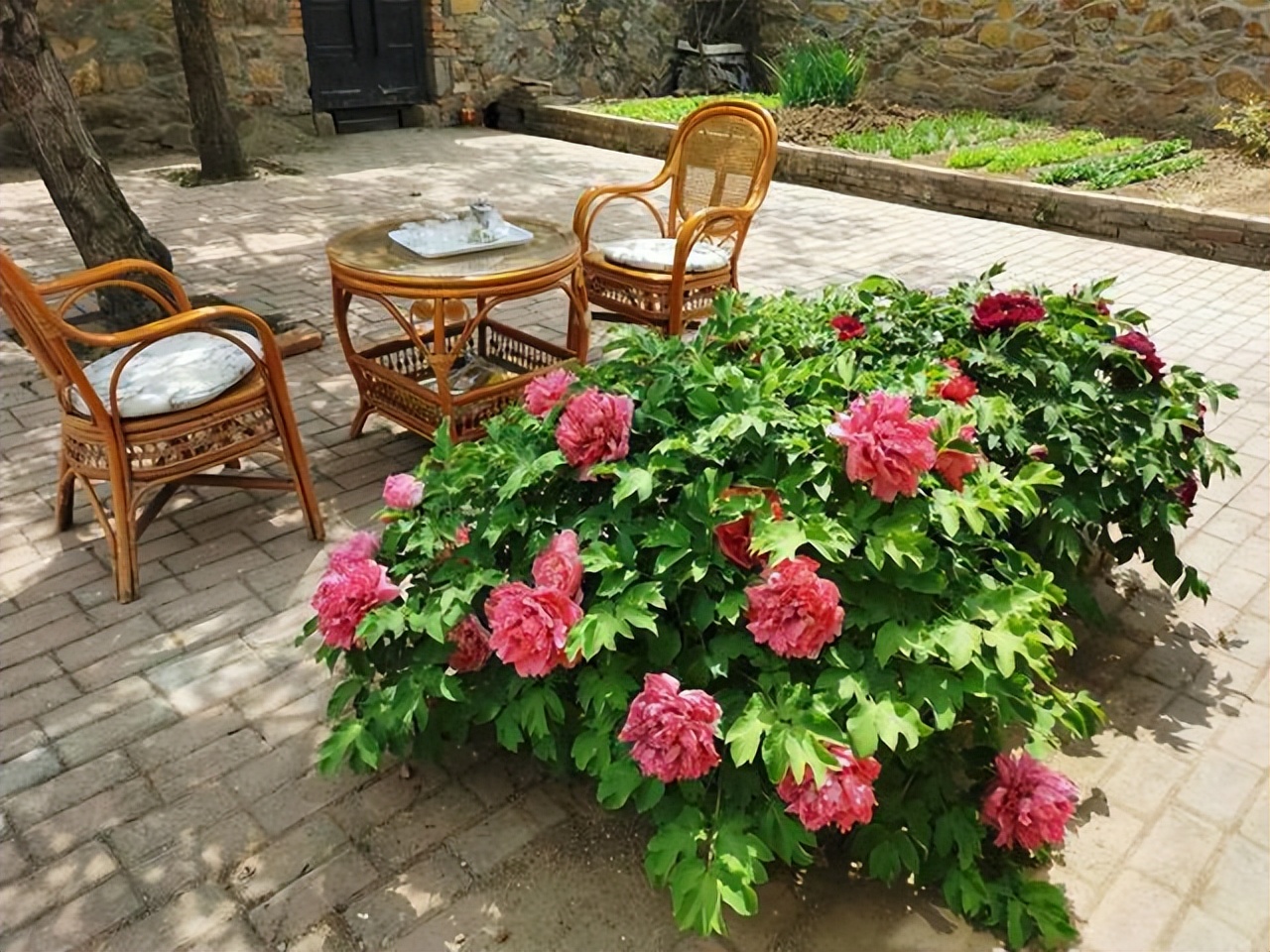 庭院种植满树花好不好风水,农村小院栽什么树旺宅