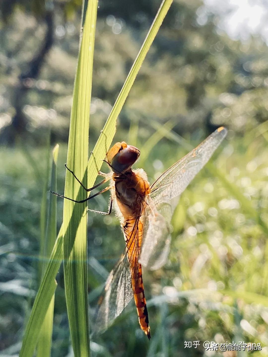 iphone12相机美颜怎么开,iphonex相机最佳设置