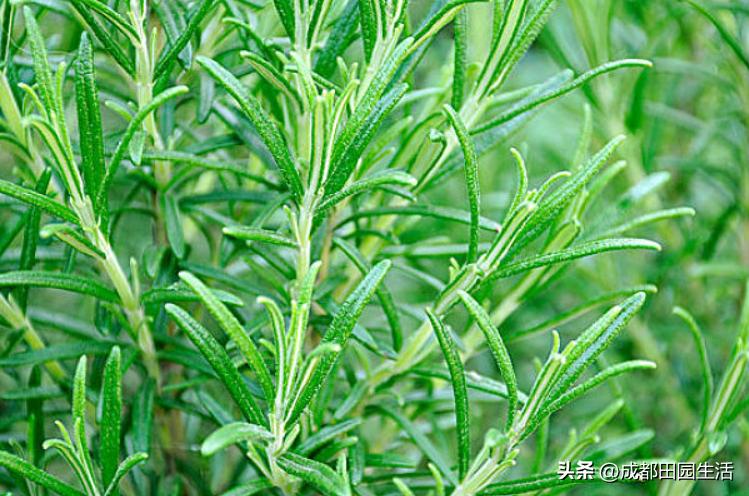 乡村民宿院子植物,庭院经济养殖致富项目