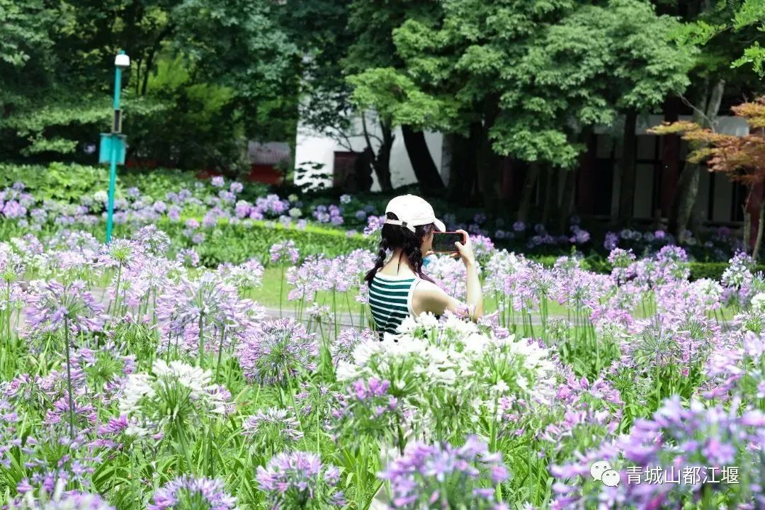 拿走不谢！这份都江堰“懒人版”旅游攻略，不爬山、不扎堆，还能打卡明星同款，赶快行动吧~