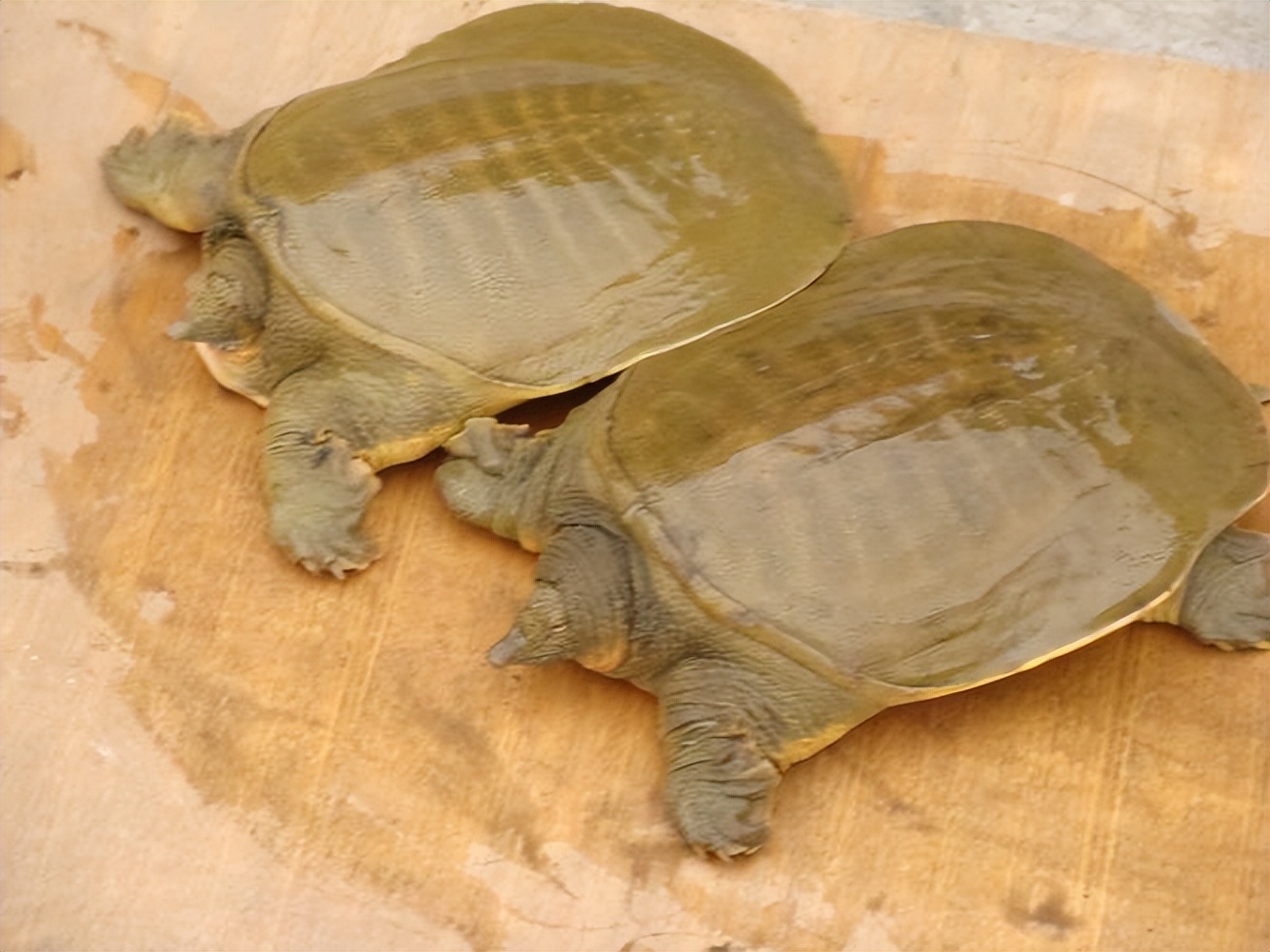 渐渐消失的五种鱼,消失的十二种河鲜