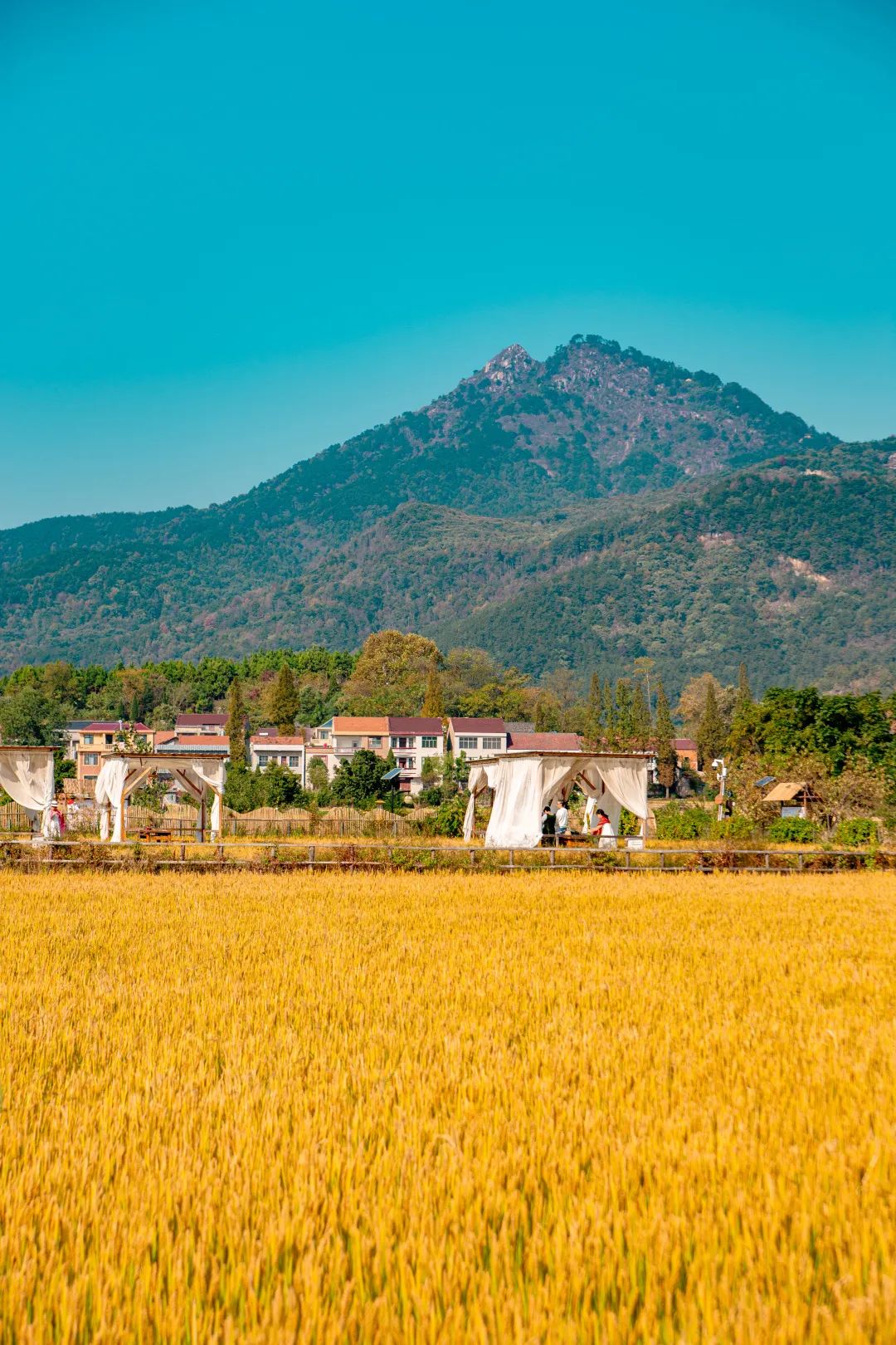 袁夫稻田：千亩诗意田园种出文创“网红”