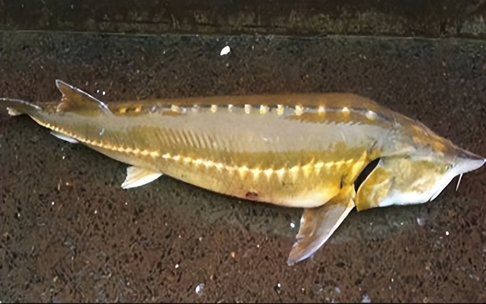 价格比较高名贵的鱼,常见淡水鱼大全钓友值得收藏