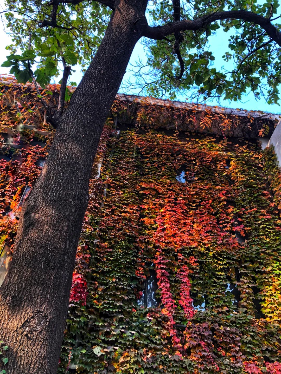 美丽的人民日报大院，我们温暖的家