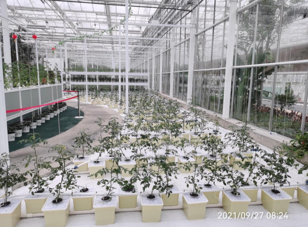 农业技术大讲堂之番茄的种植技术,连云港番茄无土栽培