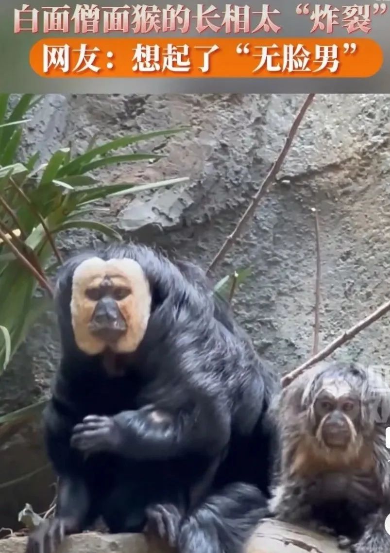 凌晨两点开始排队，年轻人怎么爱上了动物园？