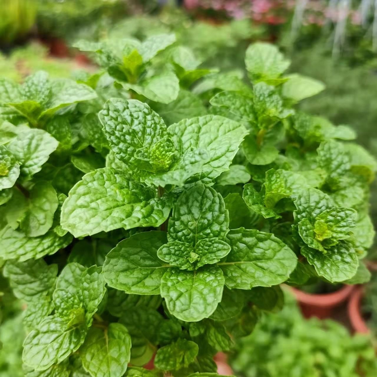 阳台种菜种哪些长得比较快,阳台种菜推荐种什么