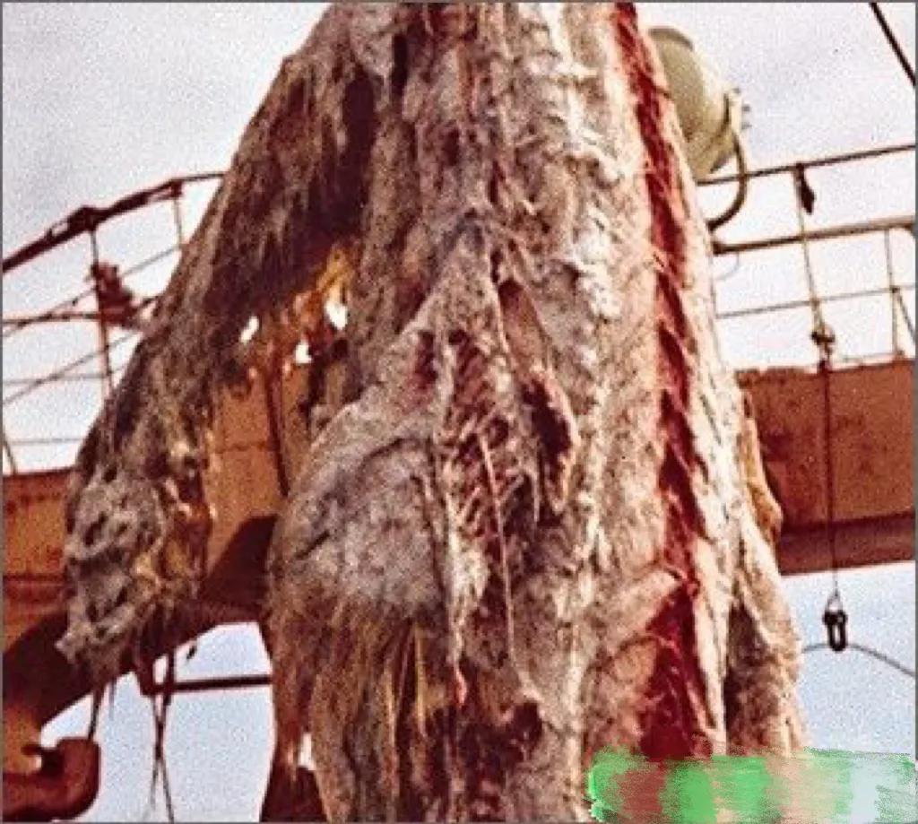 世界奇闻大搜罗,带你看遍全球各种奇闻异事