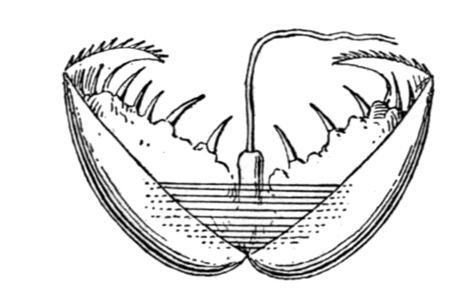 螺蛳和河蚌什么时候最好吃,螺蛳和河蚌哪个更好吃些