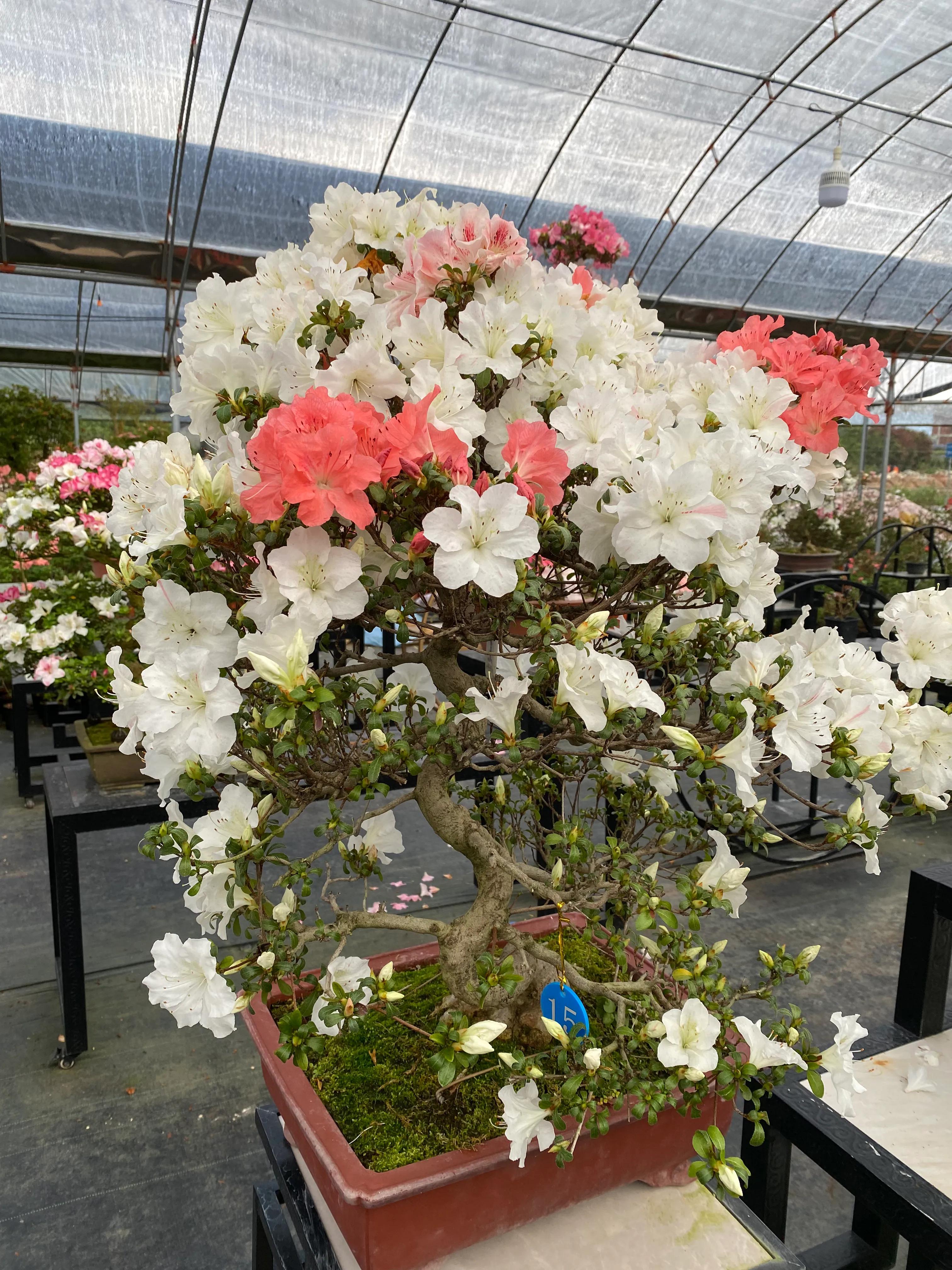 皋月杜鹃花图片大全,皋月杜鹃新品种视频