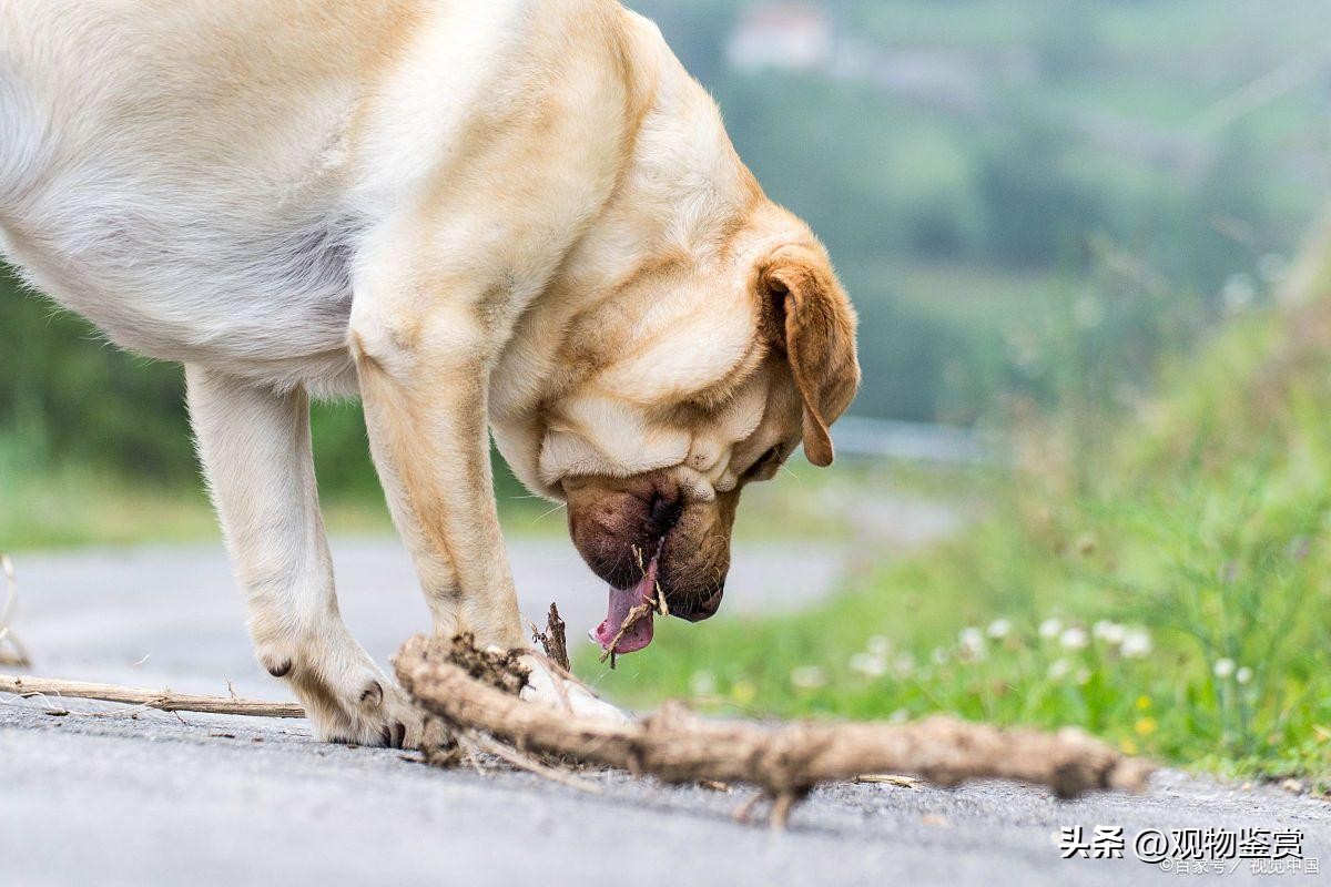 狗狗吃便便会出什么问题,狗狗会吃垃圾怎么办