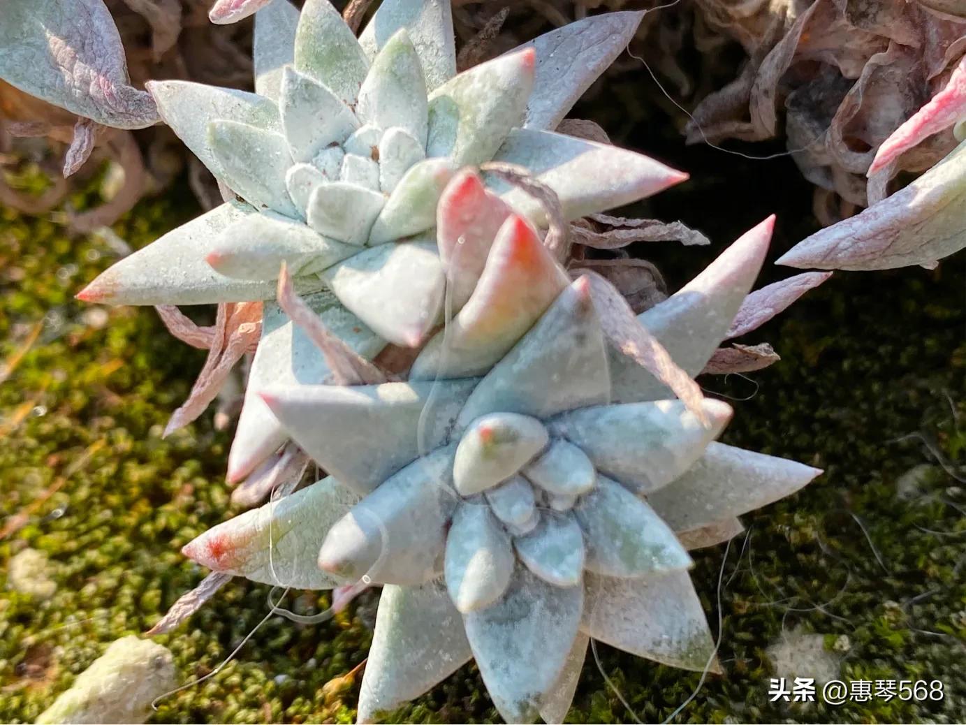 怎样养护多肉植物仙女杯,多肉仙女杯拍摄视频