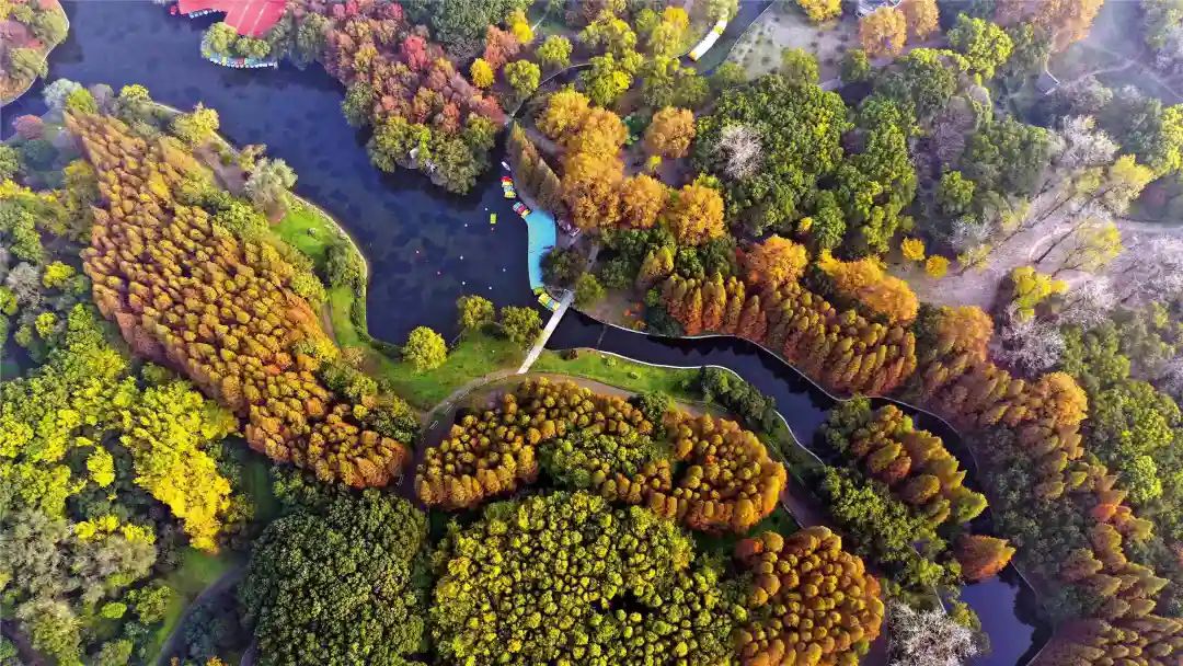 上海最美公园地铁站,上海地铁能直达的免费公园