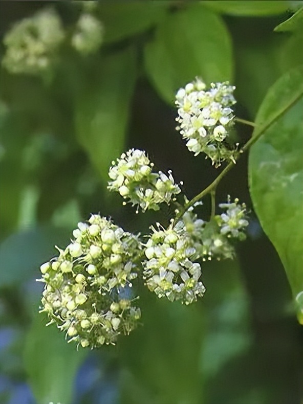 植物识别小口诀，总结的太全了！