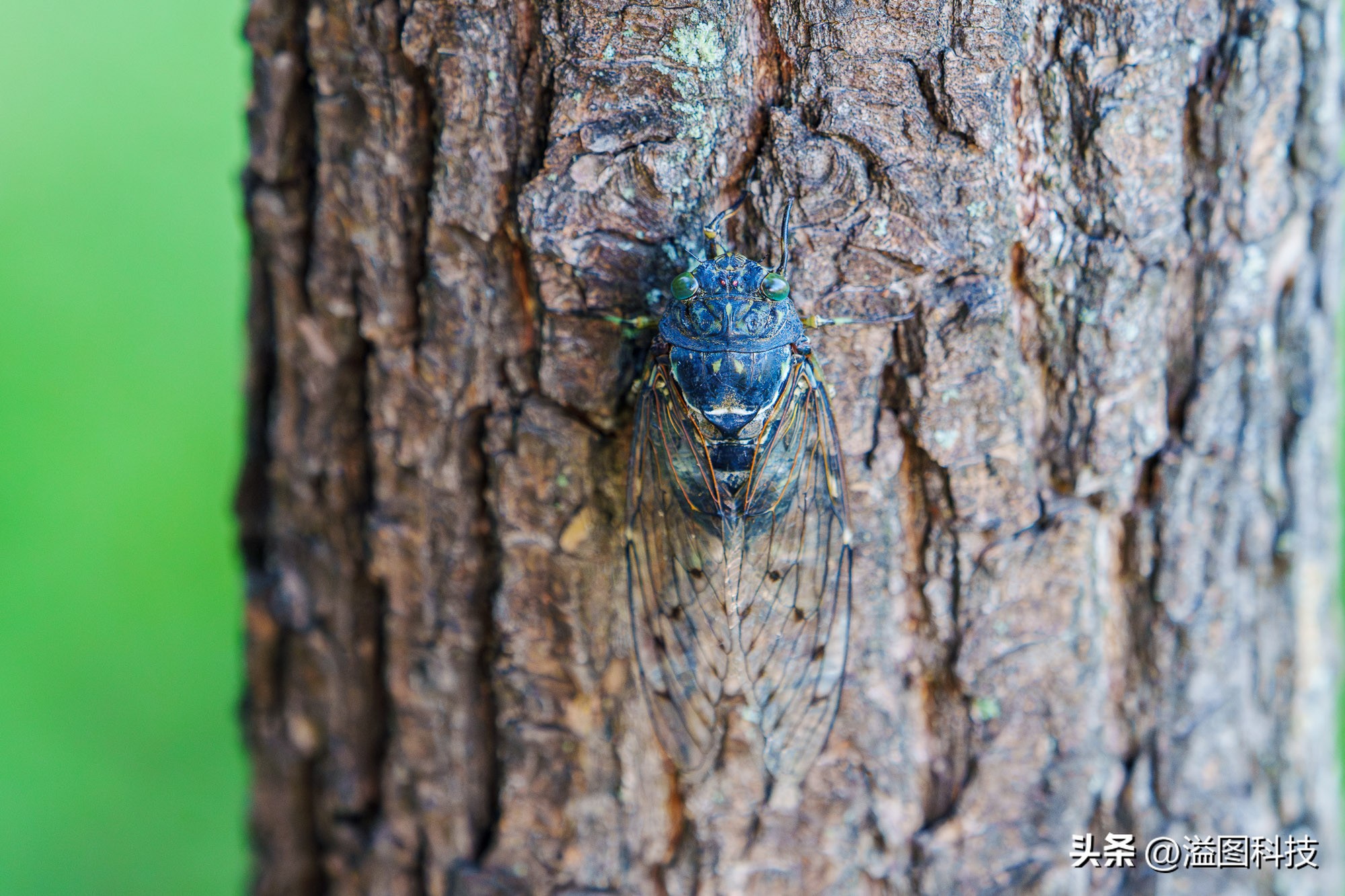 唯卓仕75mmf1.2配索尼a6700,索尼a6700永诺50mmf1.8死机