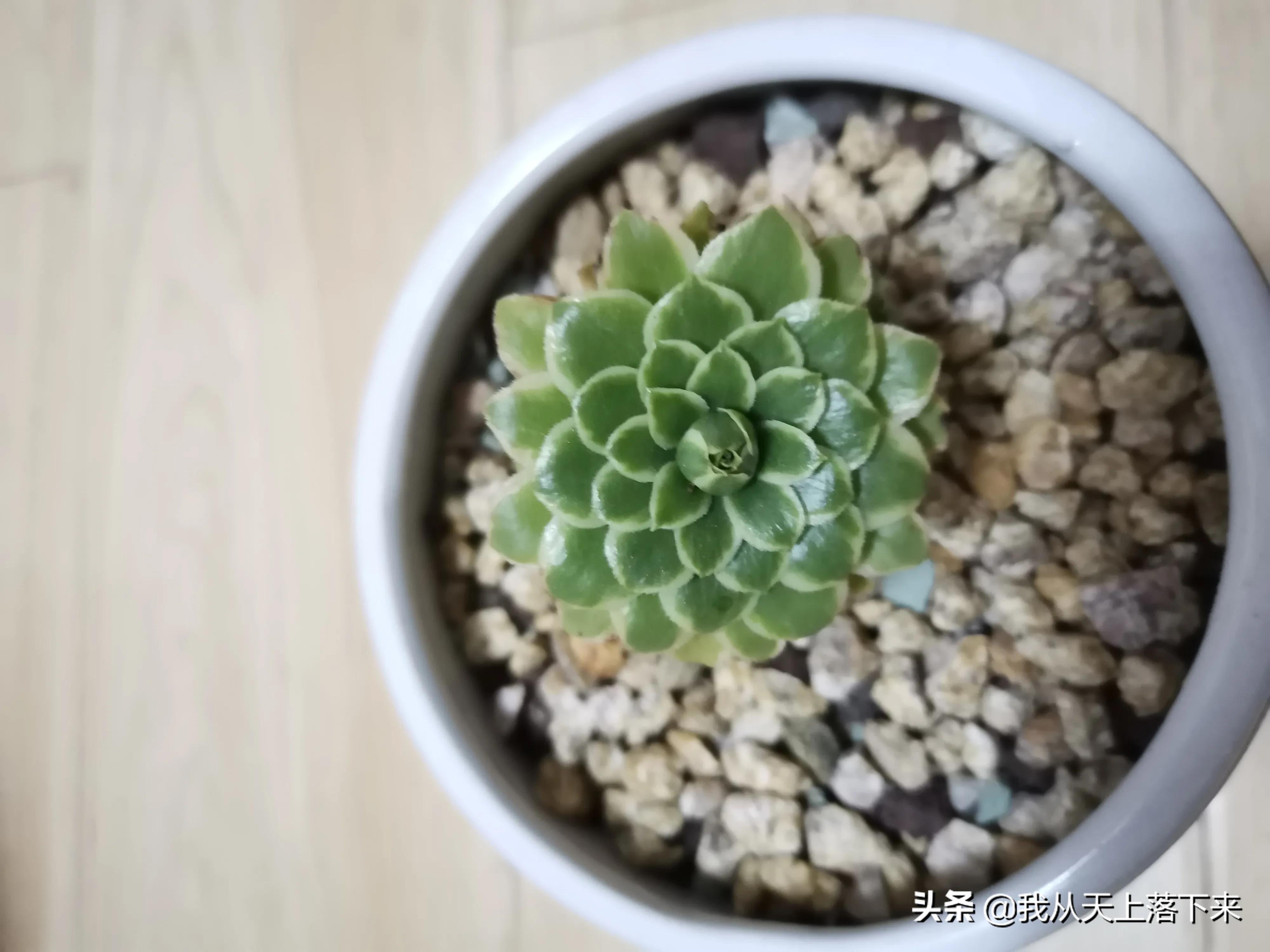 多肉品种及图片大全欣赏,多肉品种辨别图片大全欣赏