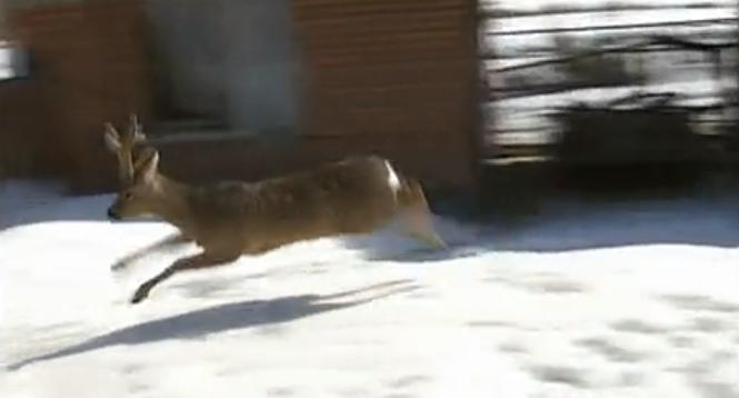 吉林男子救助傻狍子,吉林男子救助动物