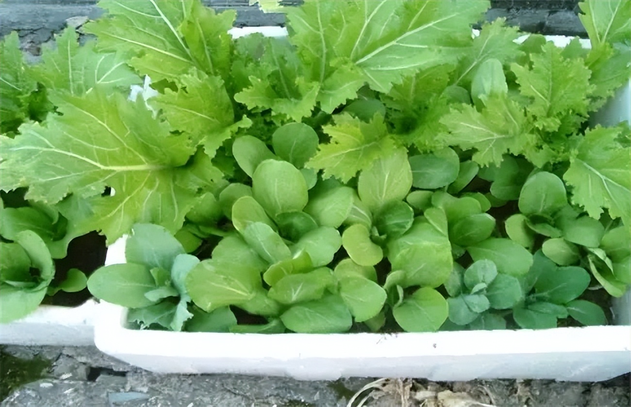 阳台夏天种这六种菜,阳台种花种菜需要几个小时的光照