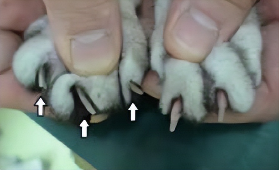 兽医讲解猫生病,聊聊猫咪常见疾病