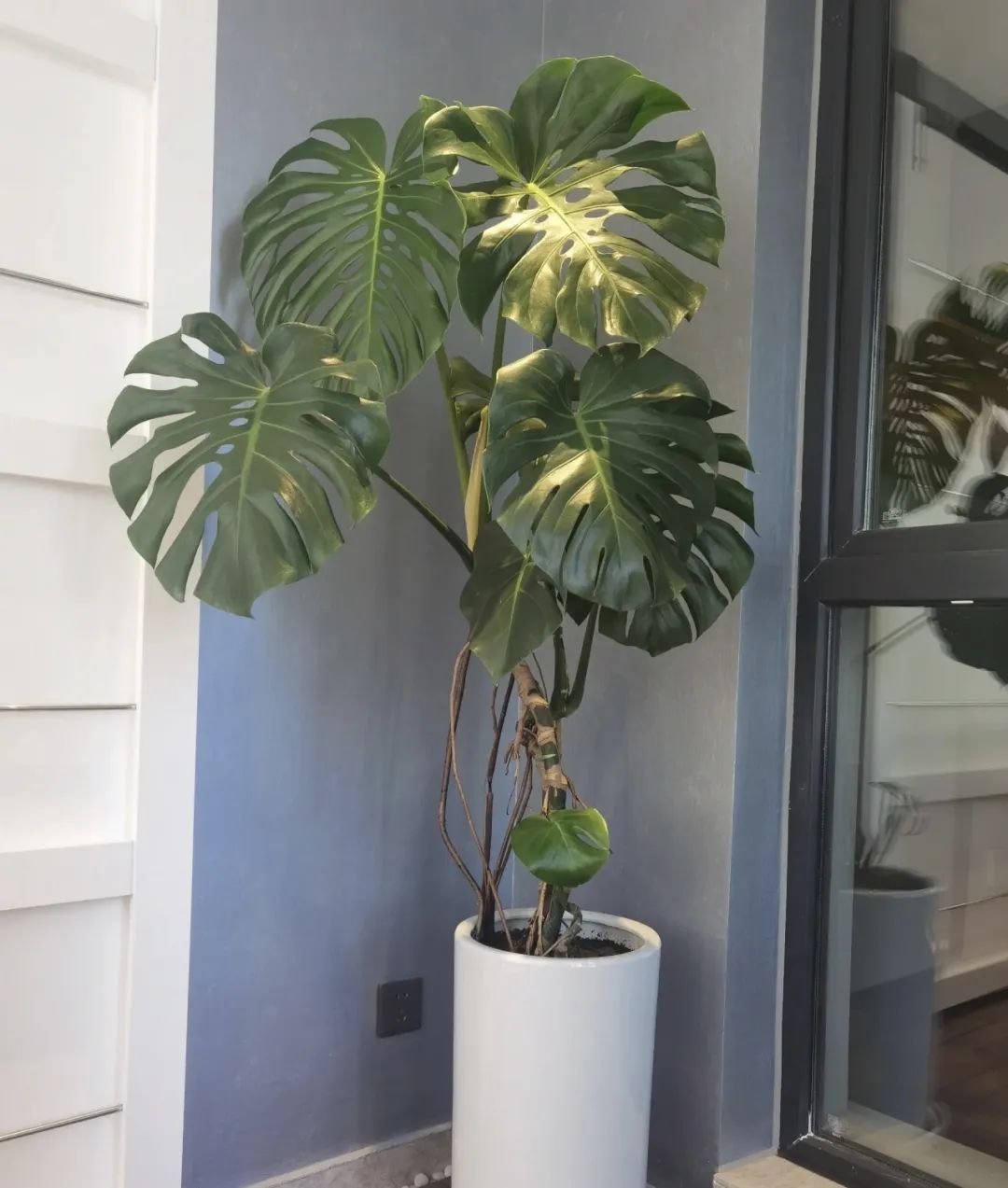 鍠滄按鑺卞摢绉嶆渶濂藉吇,閫傚悎瀹ゅ唴鍏荤殑鍠滄按鑺卞崏