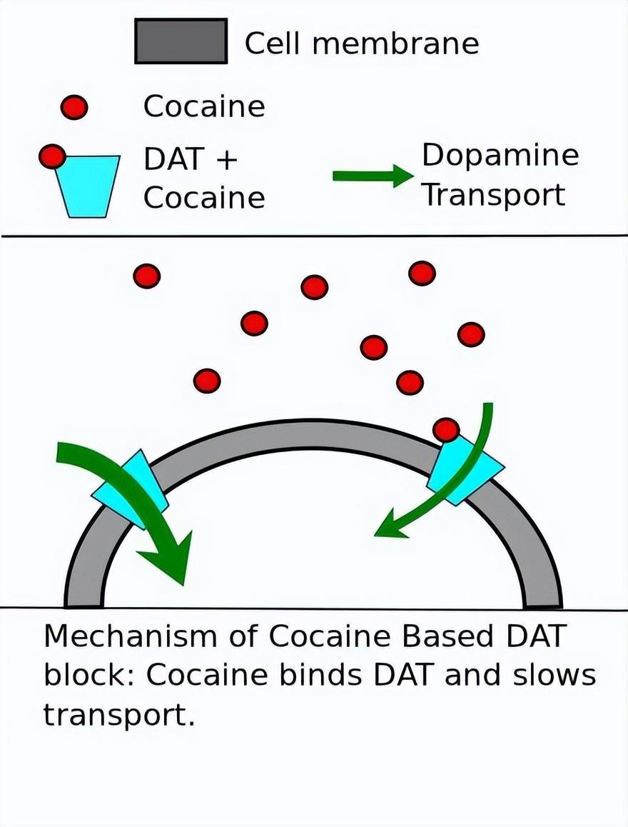 ZIP转运蛋白内部锌摄取的组氨酸突变体细胞活性自我调控机制