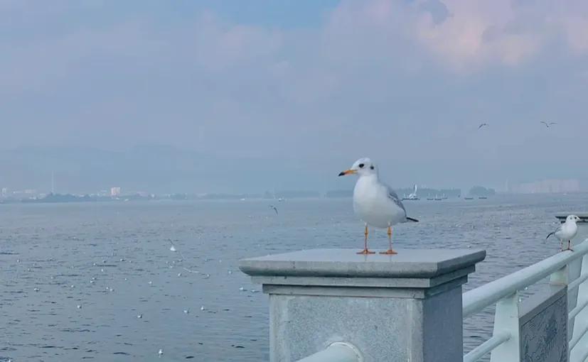 昆明游玩攻略带小孩,昆明游玩攻略三日游详细