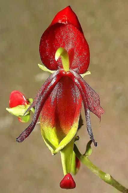 十种最有名的兰花图片,最美的100种兰花图片