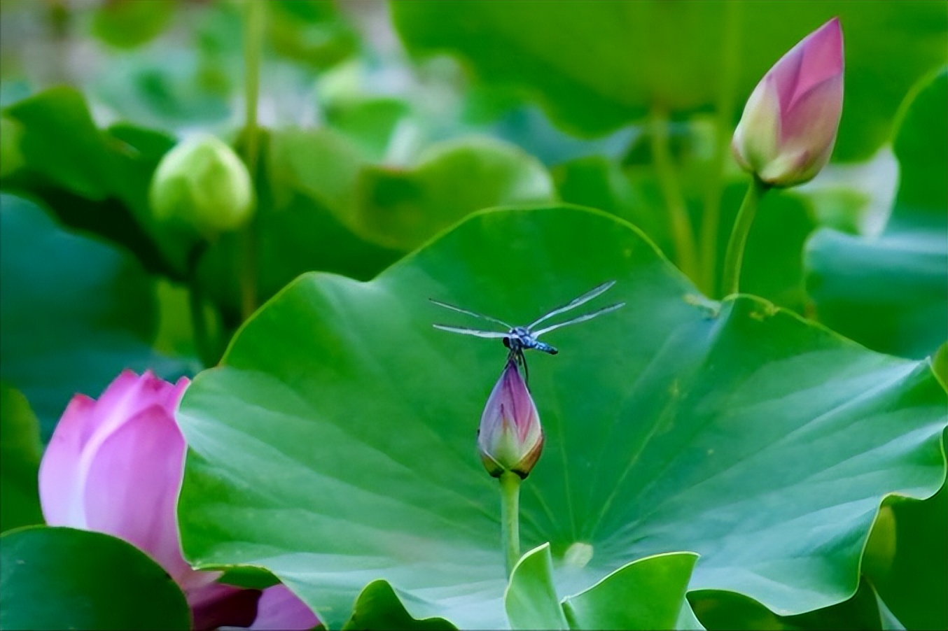 70句唯美荷花诗词,关于荷花的绝美诗句