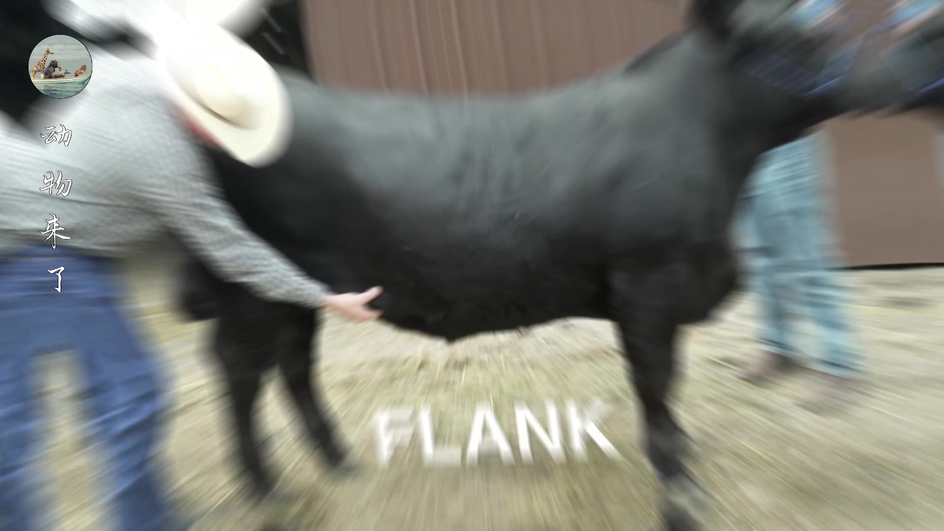 牛肉源头供应链怎样挣钱,养牛30年不赔钱的秘诀