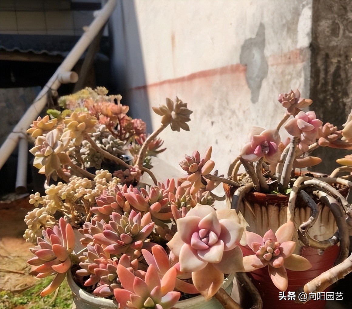 冬天多肉被冻得软了还能活吗,冬天买多肉能活吗