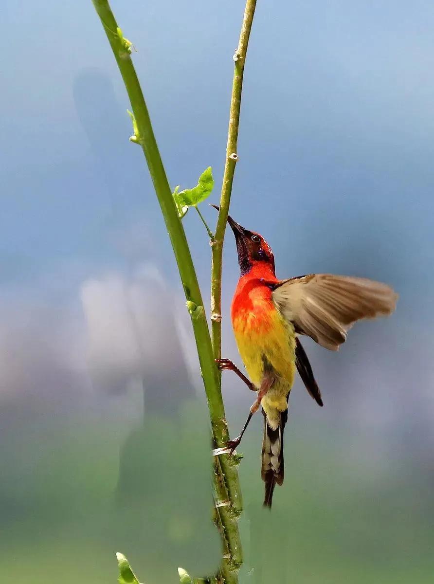 太阳鸟花的图片,太阳鸟精彩图片
