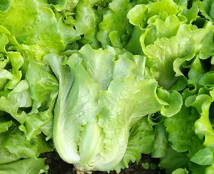 阳台种菜的最佳方法,阳台种菜的方法和技巧大全