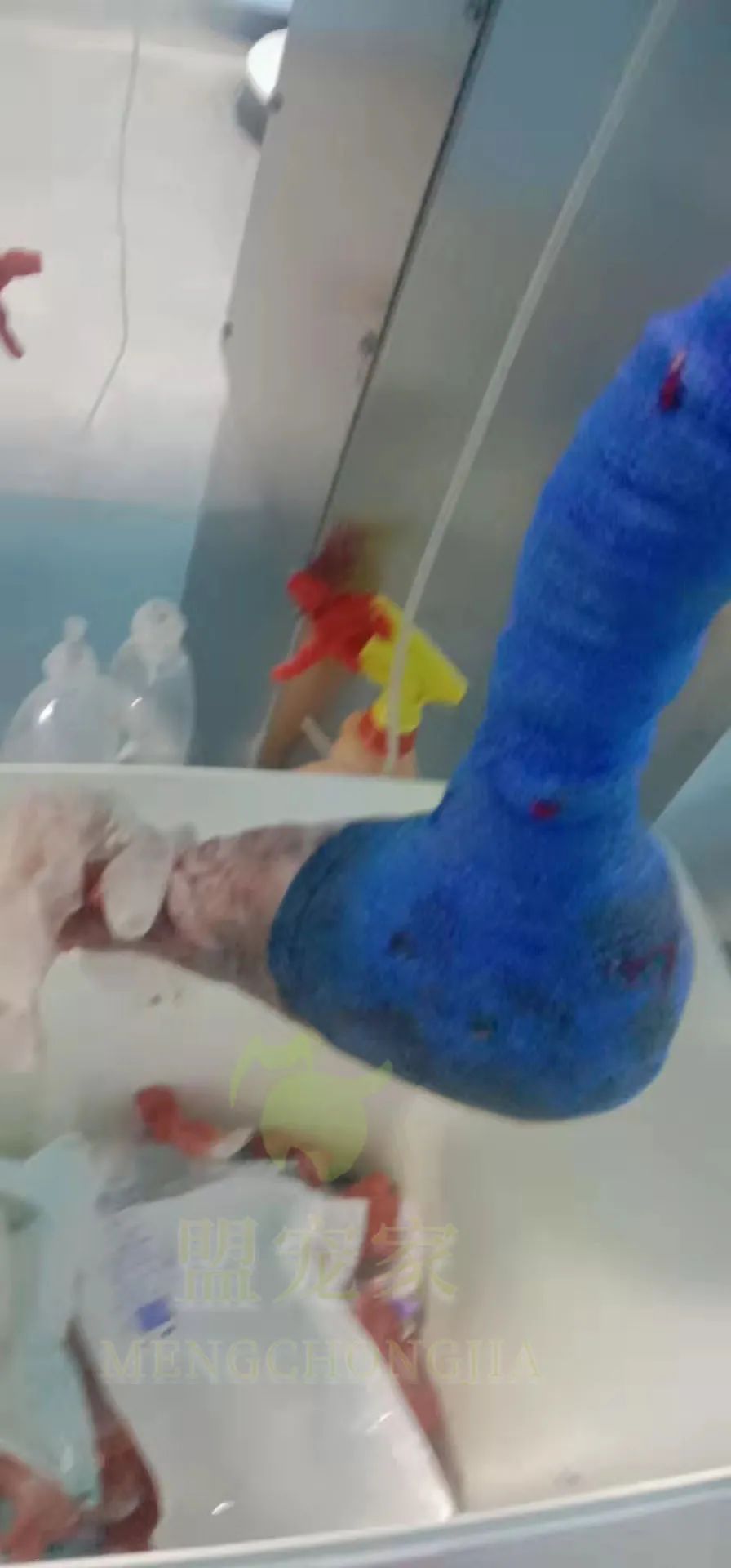 德牧骨癌,流浪德牧被打裂鼻骨跑进医院求助