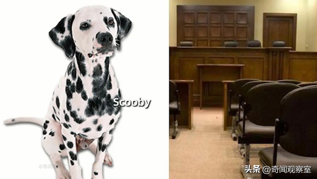 头中两枪不死的奇人,凶手隐藏得天衣无缝却被鹦鹉拆穿