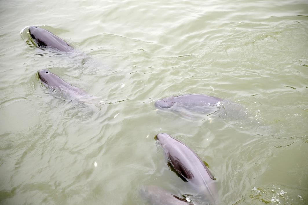 长江十年禁渔江豚动画,长江禁渔十年是为了江豚吗
