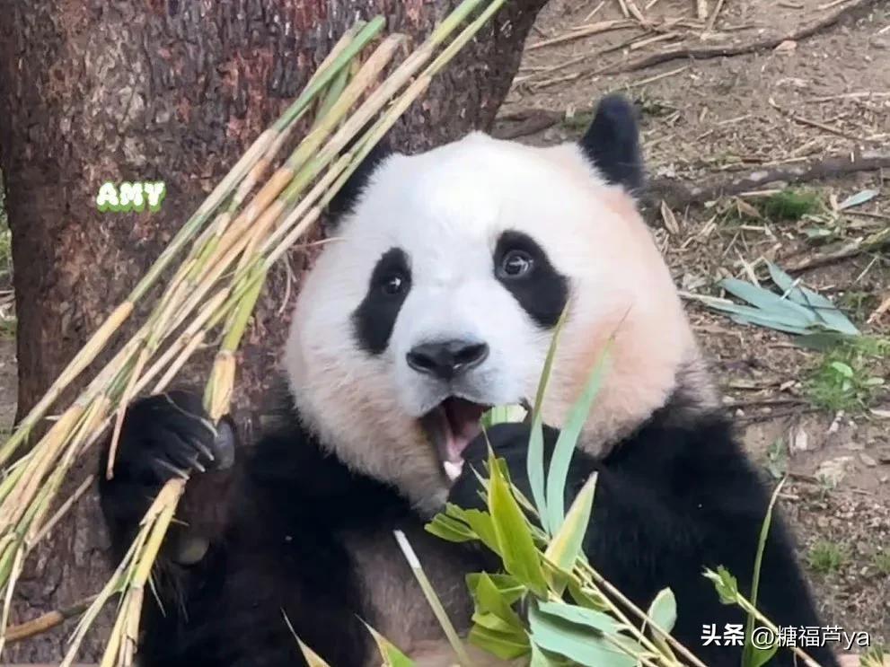 那些证明福宝是人的证据——毛皮大衣下是个小人精